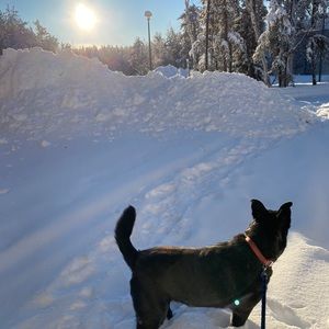 Meet your Posher, Payton